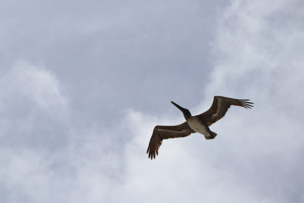 Fly High